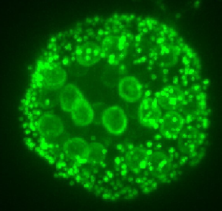 📢 New lab preprint from first author @ErikKalinka! Genetic transformation of the frog-killing chytrid fungus Batrachochytrium dendrobatidis biorxiv.org/content/10.110…