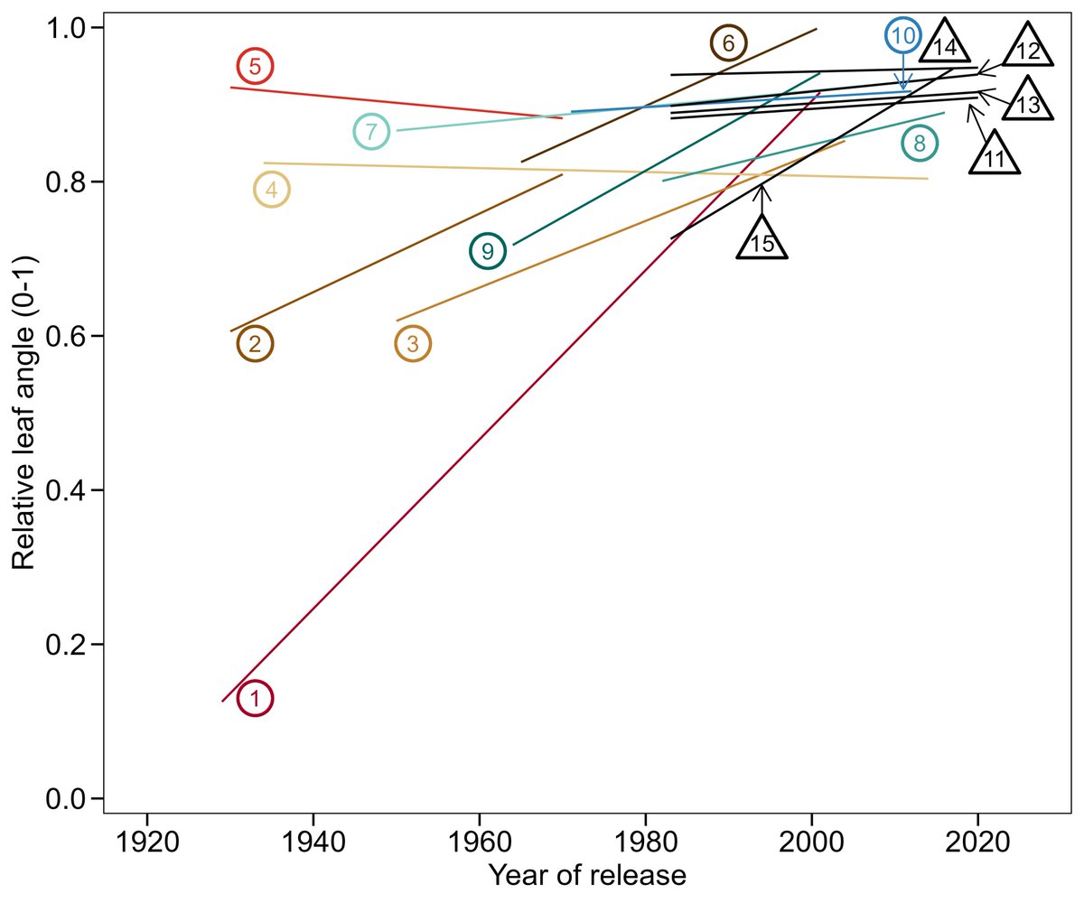 Maize leaf angle genetic gain is slowing down in the last decades. We also found that breeding and plant density have similarly contributed to historical leaf angle changes in the middle canopy. 
Check out the full-text here: doi.org/10.1002/csc2.2…
<a href="/SArchontoulis/">Sotirios Archontoulis</a>