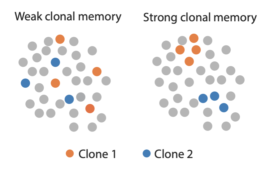 @Li_Li_666 @FD_Camargo @KleinLabHMS @CellCellPress If the memory is strong in a given modality (say transcriptome), then the progenies of two different clone would be clearly separated in the corresponding embedding. Otherwise, these progenies would be mixed.
