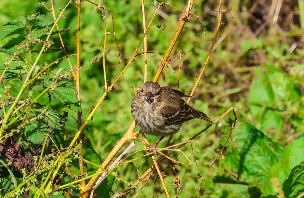 This is one of the Common Rosefinch's on Inishbofin who had a luck escape, being stalked by the local cat as he feed in the garden, 👏🦊😍