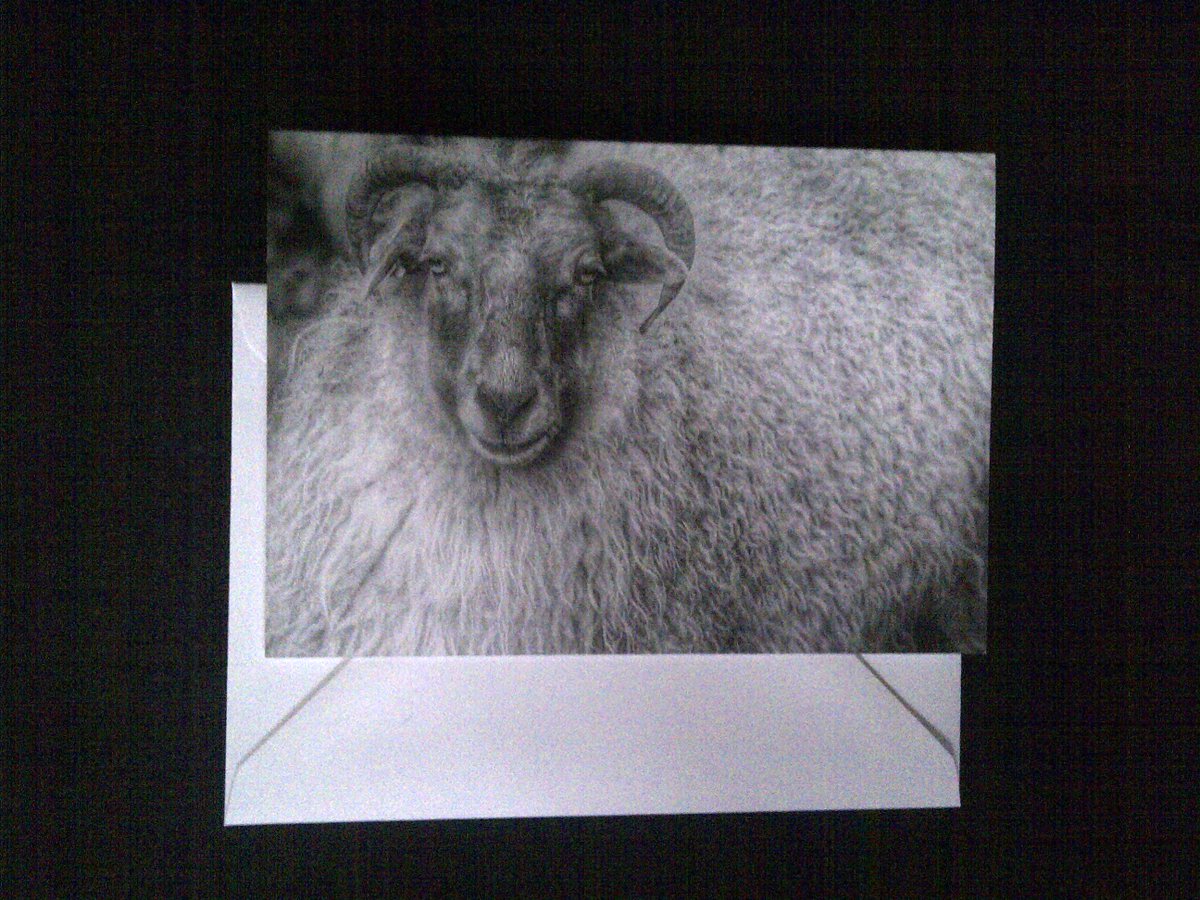 B&W Sheep photographic greeting cards, blank inside. Only 3 left. etsy.com/uk/listing/495… #Earlybiz #etsyshop #blackandwhitephotography