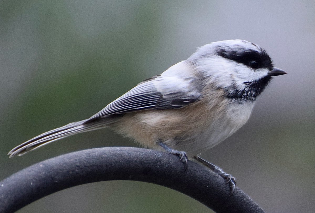 Leucistic Black-capped Chickadee! I noticed this #Chickadee at my feeder the other day, of course he flew away before I could get a photo but luckily he came back. #Leucism is a defect in pigment cells that occurs during their development. #Ottawa #Birds #BirdTwitter #StormHour