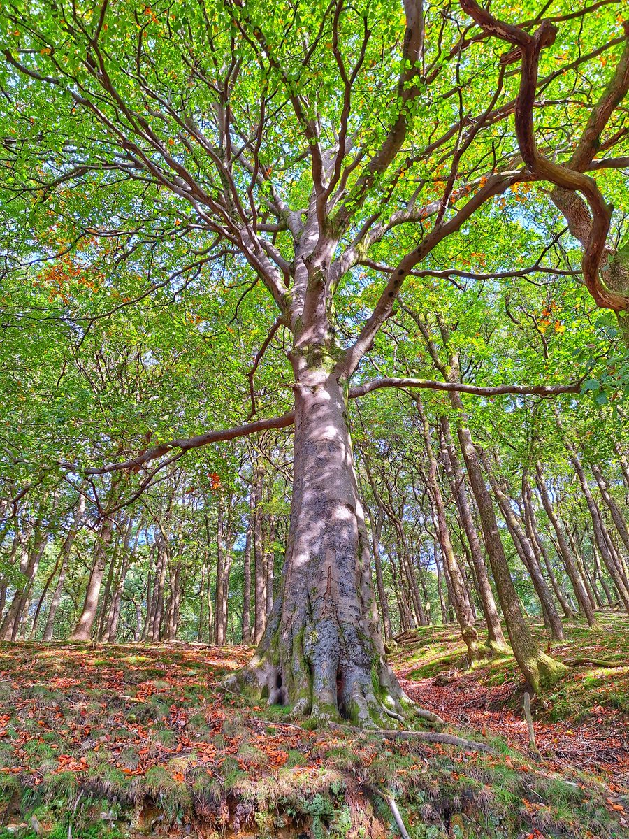 SSianyd64's tweet photo. Tree hug . https://t.co/hHErUjyCXH