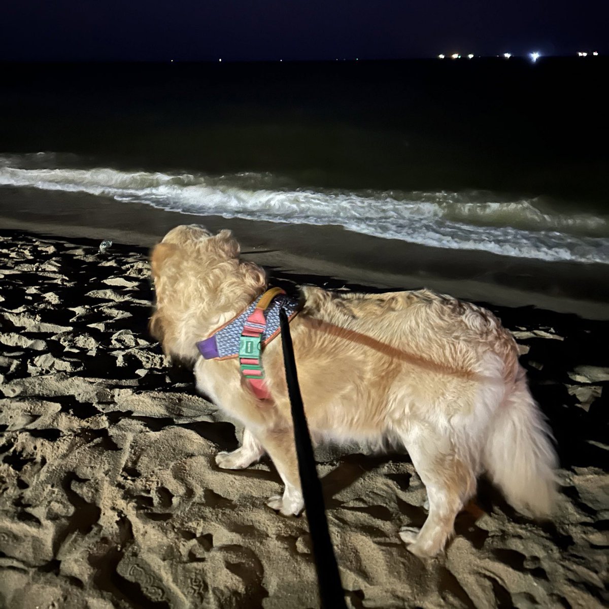 พบเจอหมาทะเล