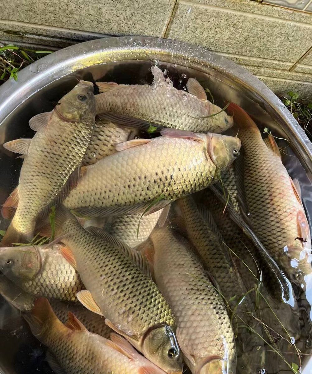 liting65879's tweet photo. Beautiful scenery in the wild and delicious fish to eat, haha https://t.co/ZhdET8D1mS