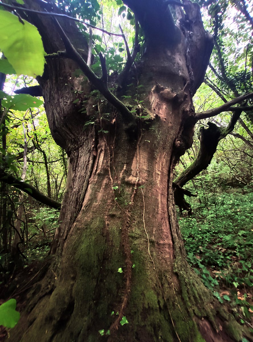 J'ai croisé le chemin ce matin d'un magnifique spécimen pour #thicktrunktuesday. Sous la pluie, j'ai quand même sorti mon téléphone en son honneur ☺
#treepeople # châtaignier #chestnuttree #NaturePhotography #avene #heraut