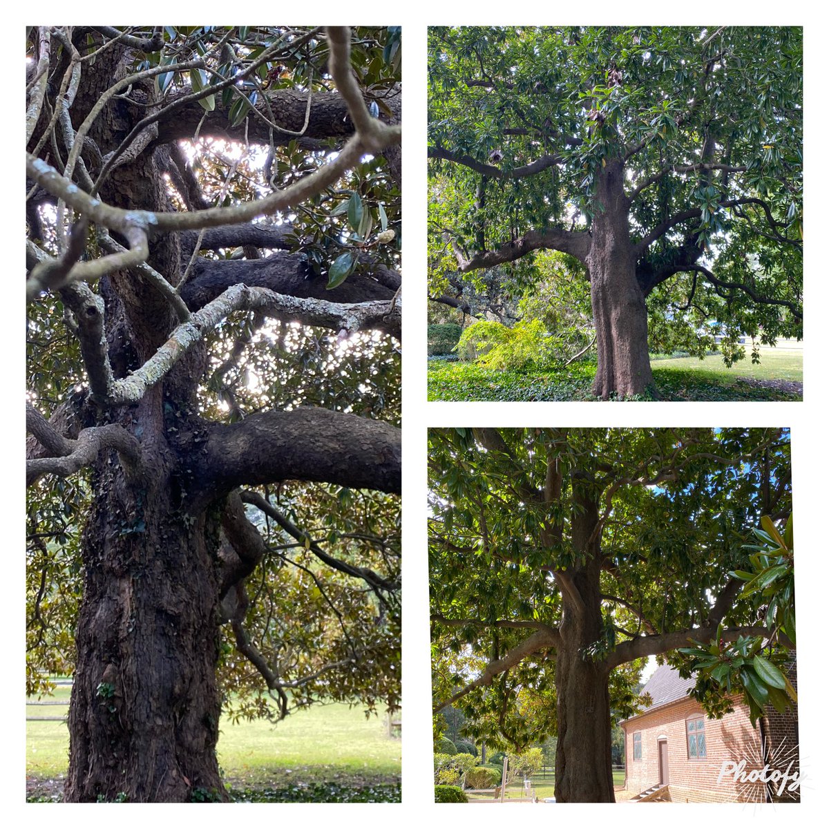 It’s hard to capture perspective in the massive size of these Magnolia trees at Thoroughgood House in #VirginiaBeach. Some branches are as large as tree trunks. Stop by and give them a hug! #ThickTrunkTuesday #GardeningX #MasterGardener ⁦@VBHistMuseums⁩