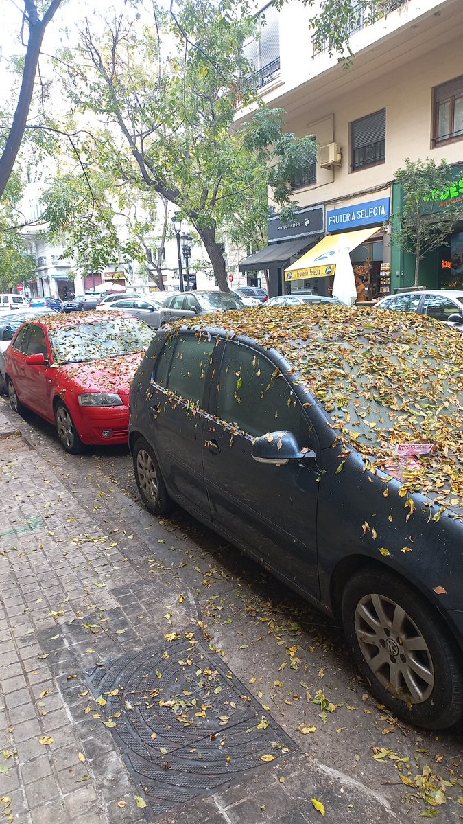 ToniRamos4's tweet photo. Igual conviene tratar los árboles contra la plaga q está deshojándolos y pringa todas las aceras. No, @AjuntamentVLC ? https://t.co/MRJnw7TMwB