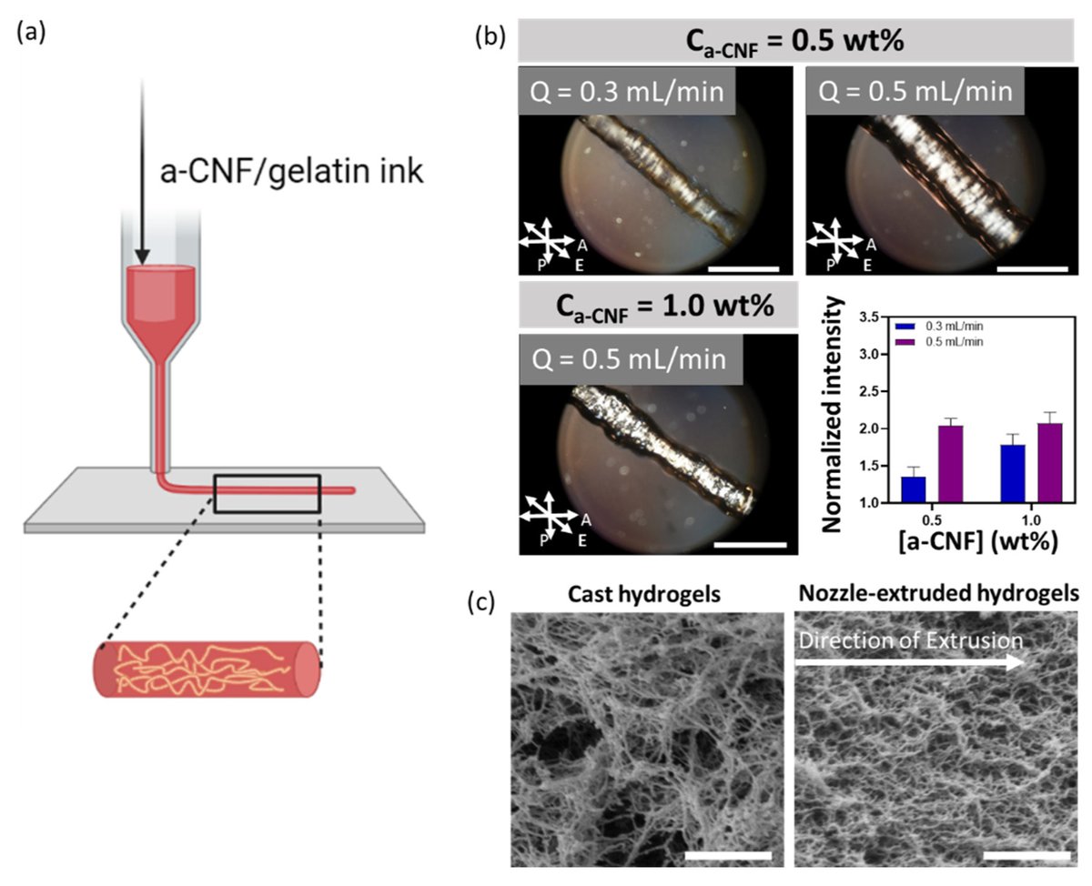 Gels_MDPI's tweet image. ☀️Selection of the day

📚"#Printing Structurally #Anisotropic #Biocompatible #Fibrillar #Hydrogel for Guided Cell Alignment"

🌼We kindly invite you to take a look at this amazing work.

📌You can access it for free at:
mdpi.com/2310-2861/8/11…

@EKumachevaGroup  #Gels #3Dprint