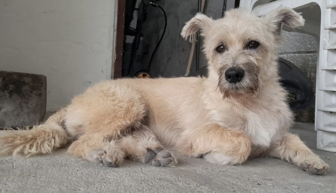 rubia_sol's tweet photo. MILO NO APARECE se perdió ayer en la Garzota Av Miguel Jijon POR FAVOR si tienen información avísenme, si lo ven RETÉNGALO y yo lo recojo. Info al 0993574637 RECOMPENSA. Tiene collar de Batman🔺 https://t.co/IsDoIFo2in