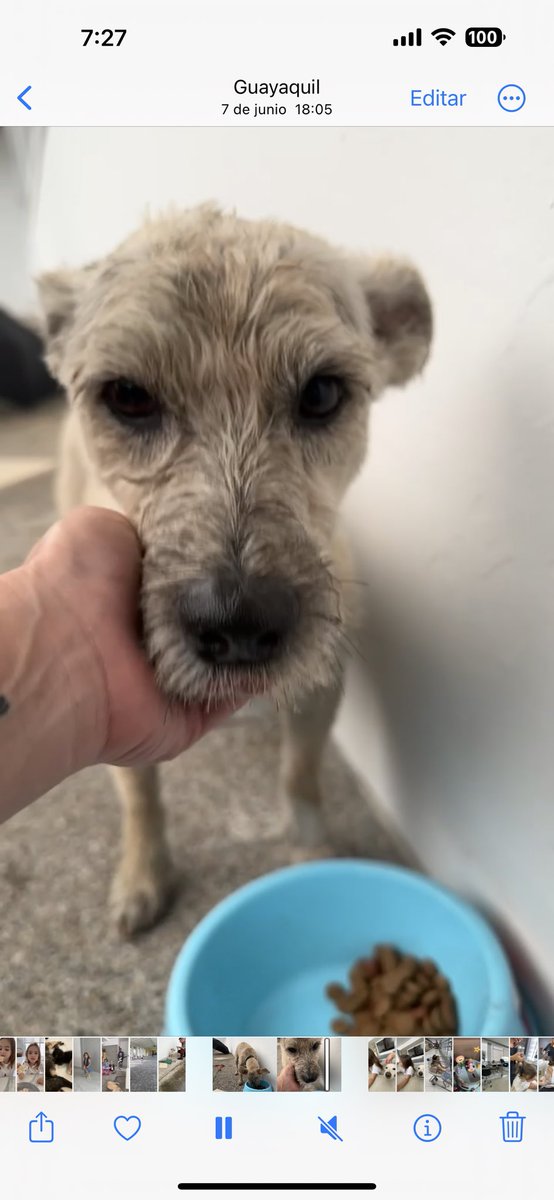 rubia_sol's tweet photo. MILO NO APARECE se perdió ayer en la Garzota Av Miguel Jijon POR FAVOR si tienen información avísenme, si lo ven RETÉNGALO y yo lo recojo. Info al 0993574637 RECOMPENSA. Tiene collar de Batman🔺 https://t.co/IsDoIFo2in