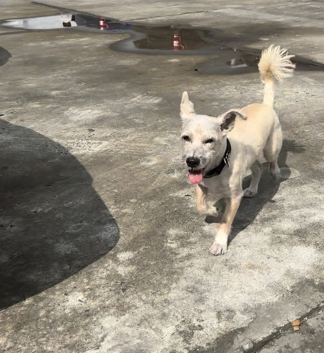 rubia_sol's tweet photo. MILO NO APARECE se perdió ayer en la Garzota Av Miguel Jijon POR FAVOR si tienen información avísenme, si lo ven RETÉNGALO y yo lo recojo. Info al 0993574637 RECOMPENSA. Tiene collar de Batman🔺 https://t.co/IsDoIFo2in