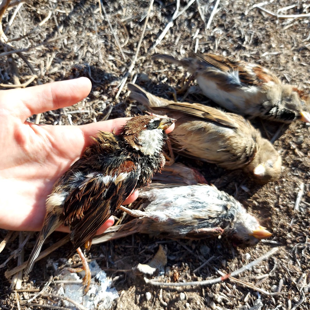 CABS_REPORTS's tweet photo. Another Cypriot ‘Hunter’ observed shooting every single migratory bird flying by - all protected species - blackcaps, pipits &amp; wagtails. 

Wardens not available - The suspect was booked by police for shooting protected species &amp; the sparrows he shot (&amp; discarded) were seized … https://t.co/Y3oQgAuotC