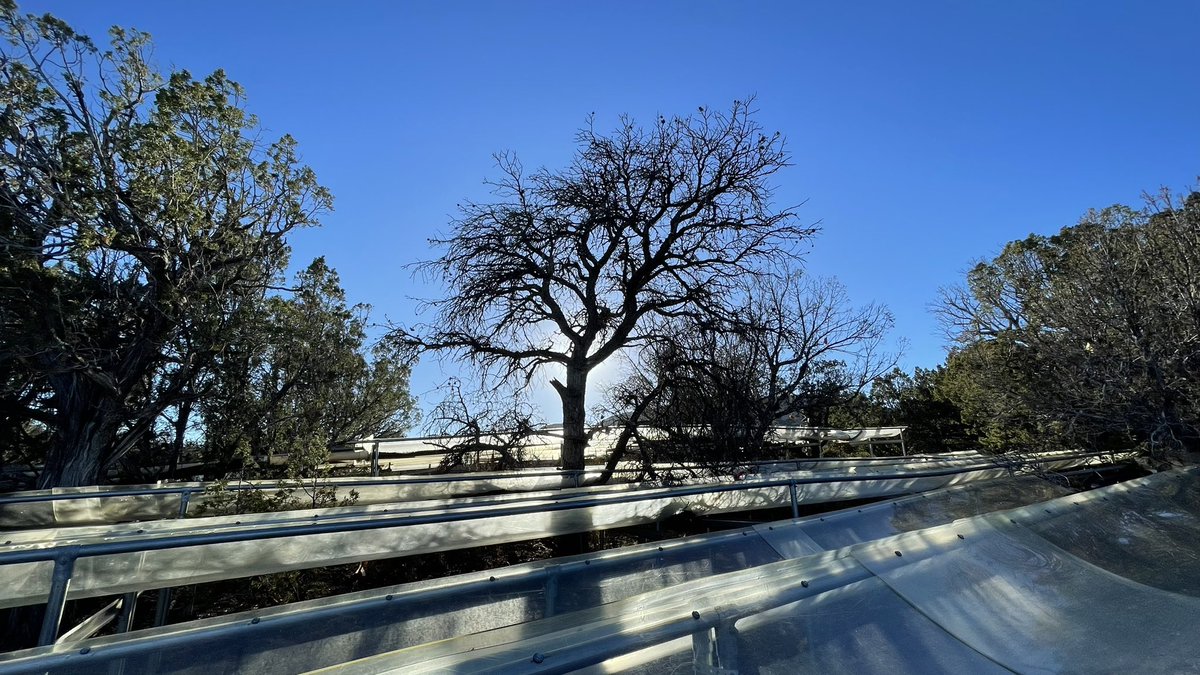 wmhammond's tweet photo. First #PhysFest4 field trip led by @wtp_abq was a visit to long-term pinyon juniper tree mortality experiments at @SVELTER. The last time I was here, many more trees were alive! #WhatKillsTrees https://t.co/h6vJh24MNm