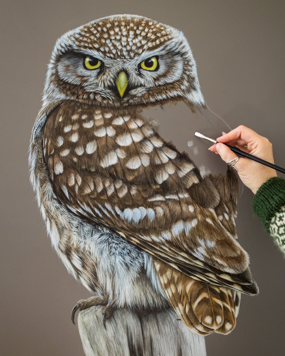 Loook! This grumpy lil’ fella is almost done! Yay! 🥰🦉Can’t wait to share the finished painting with you soon. I do hope you like him! 
Original available - DM for details. 
Little owl (Athene noctua), acrylics on 20x30” canvas. ❤️
#birdart #painting #owl #wildlifeart