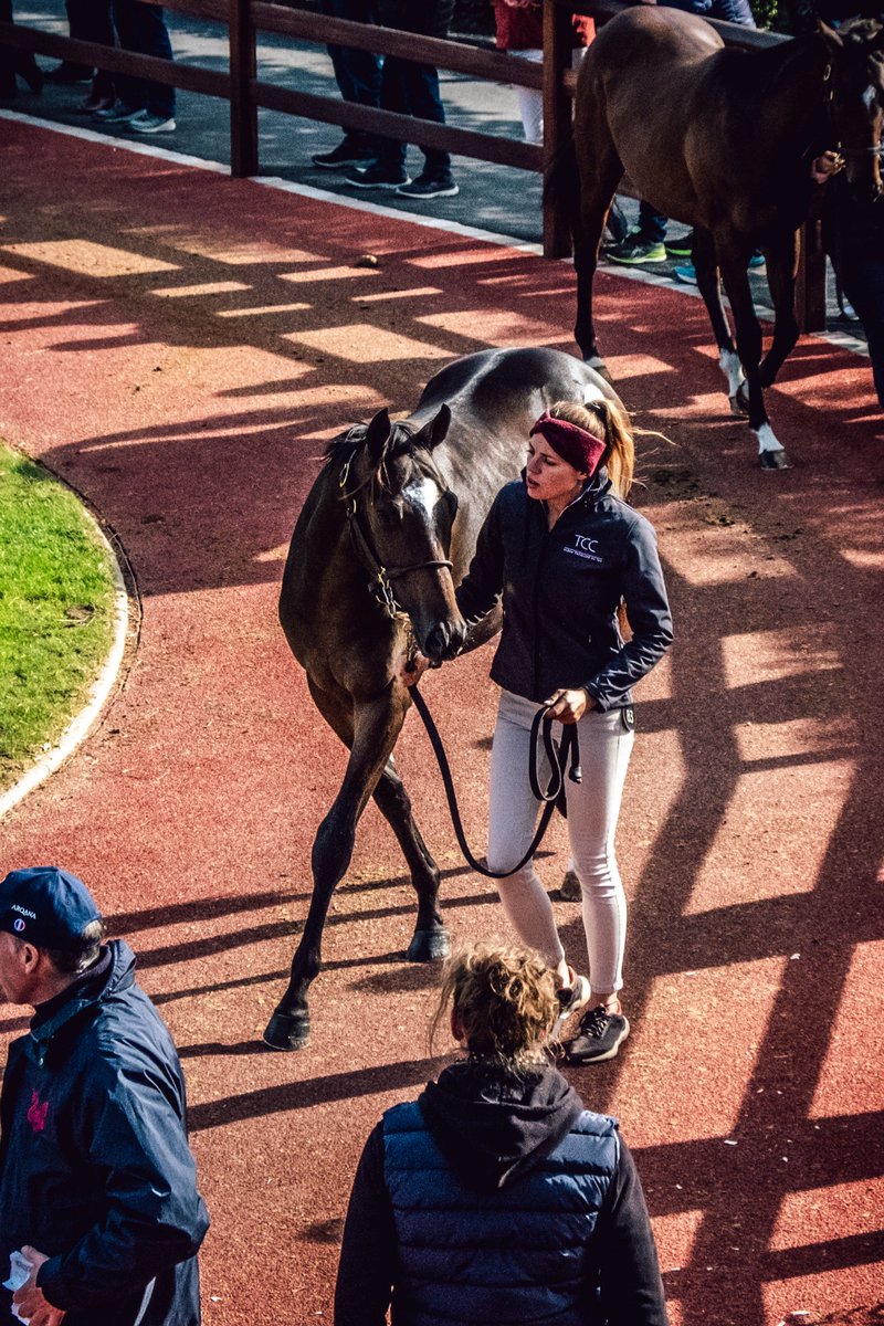 TCC_AcfEquine's tweet image. Half-brother by @DarleyStallions leading sire #BluePoint to G1 performer ZONZA, lot 83 offered a very fast pedigree and fetched €72,000 at @InfoArqana with a final docket signed by Laurent Benoit. All the best to his new connections!