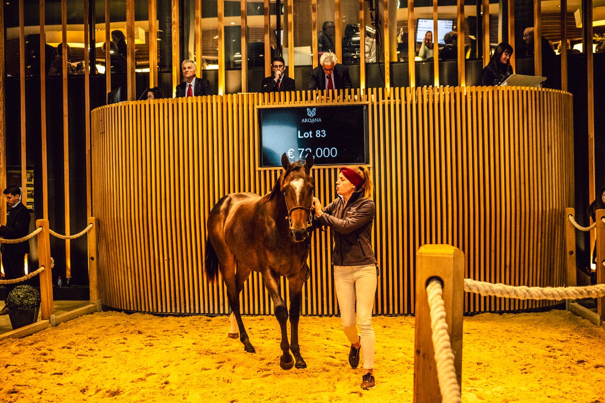 TCC_AcfEquine's tweet image. Half-brother by @DarleyStallions leading sire #BluePoint to G1 performer ZONZA, lot 83 offered a very fast pedigree and fetched €72,000 at @InfoArqana with a final docket signed by Laurent Benoit. All the best to his new connections!