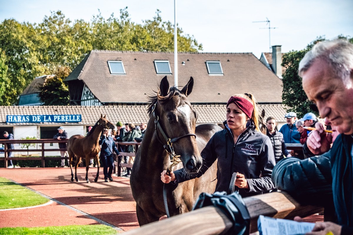 TCC_AcfEquine's tweet image. Half-brother by @DarleyStallions leading sire #BluePoint to G1 performer ZONZA, lot 83 offered a very fast pedigree and fetched €72,000 at @InfoArqana with a final docket signed by Laurent Benoit. All the best to his new connections!