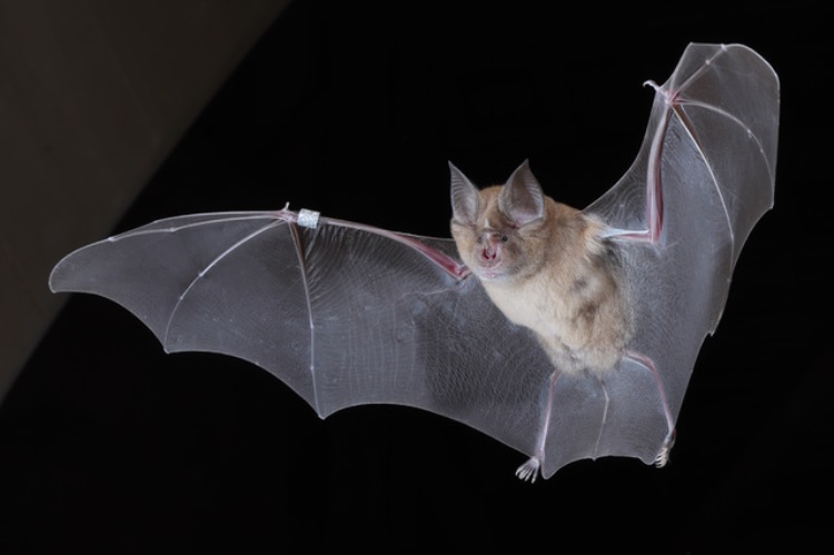 🦇🧬 How climate change could cause havoc to the extraordinary lifespans of bats 👩‍🔬 The extraordinary lifespans of bats could be under threat from rising global temperatures, according to new research. A study by researchers from University College Dublin and University of…