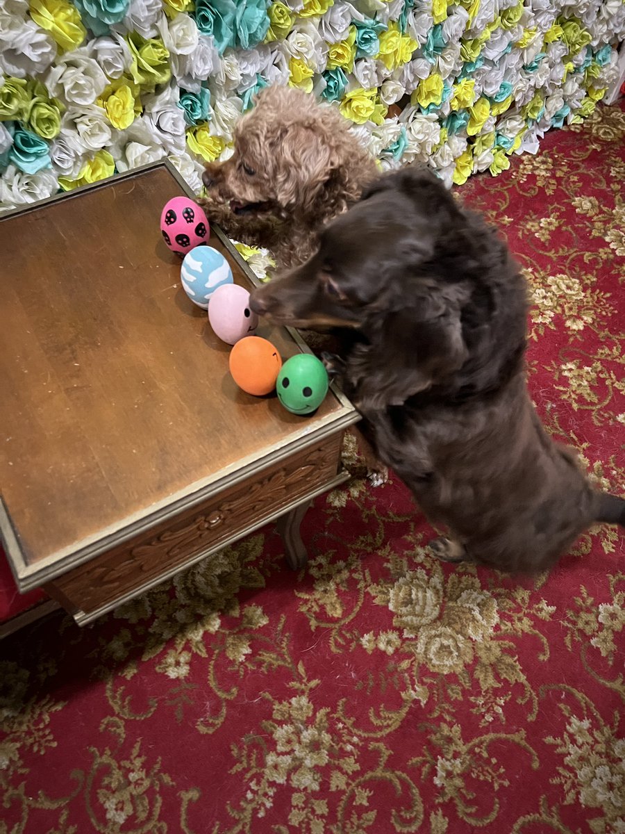 studio_aria1121's tweet photo. 🐕犬達との撮影について🐕

当スタジオには犬が6頭います🐕
HP記載の通り予約時に備考欄にご記入ください！
犬って吸うと癒されますよね🐕
※犬達の体調を最優先にするのでお断りする場合があります、ご了承ください。
#スタジオアリア
#cosplay
#コスプレ https://t.co/t6nsNJExJN