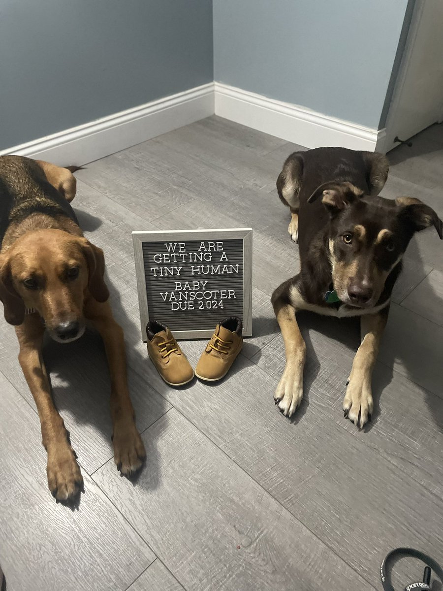 lilneumy's tweet photo. This time last year, we got married, and Stitch was a spoiled-only pup. It’s incredible how much can change in a year! Excited for this new adventure 🥰 #enteringmymomera #futurerinkrat https://t.co/EkitGA6sFY