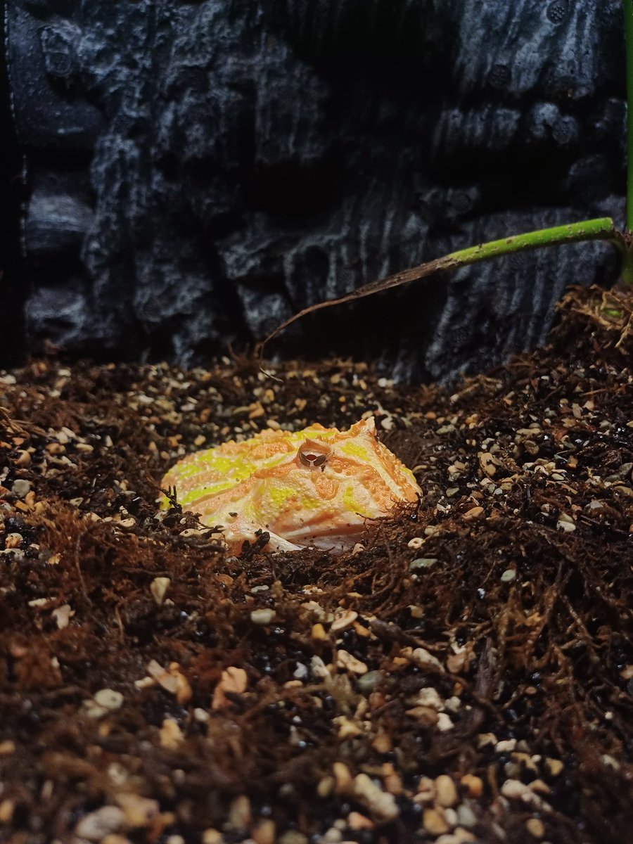 stphnhmbr's tweet photo. frog. https://t.co/Yd07D871Am