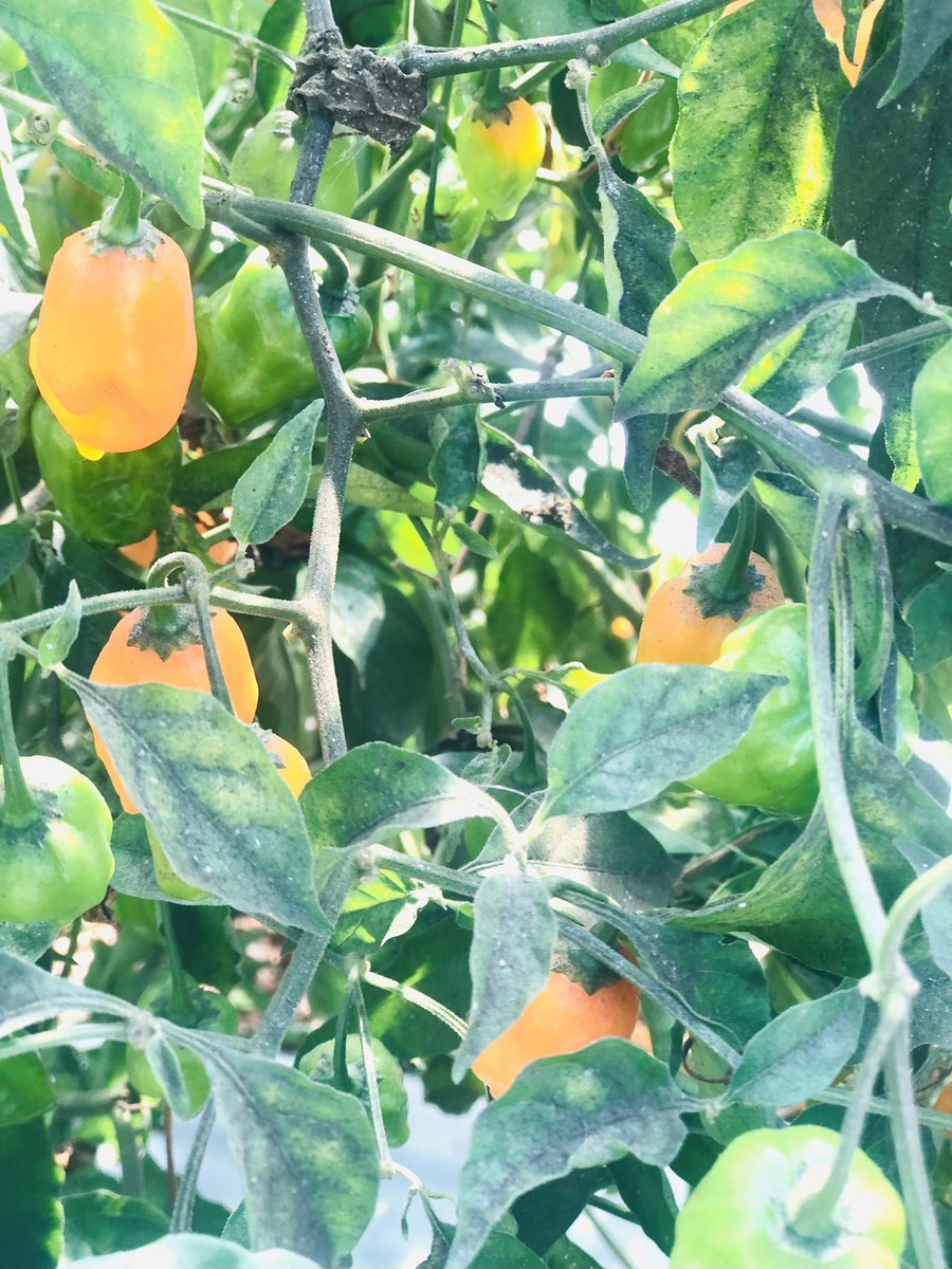 UAPB: SMALL FARM PROGRAM tweet media