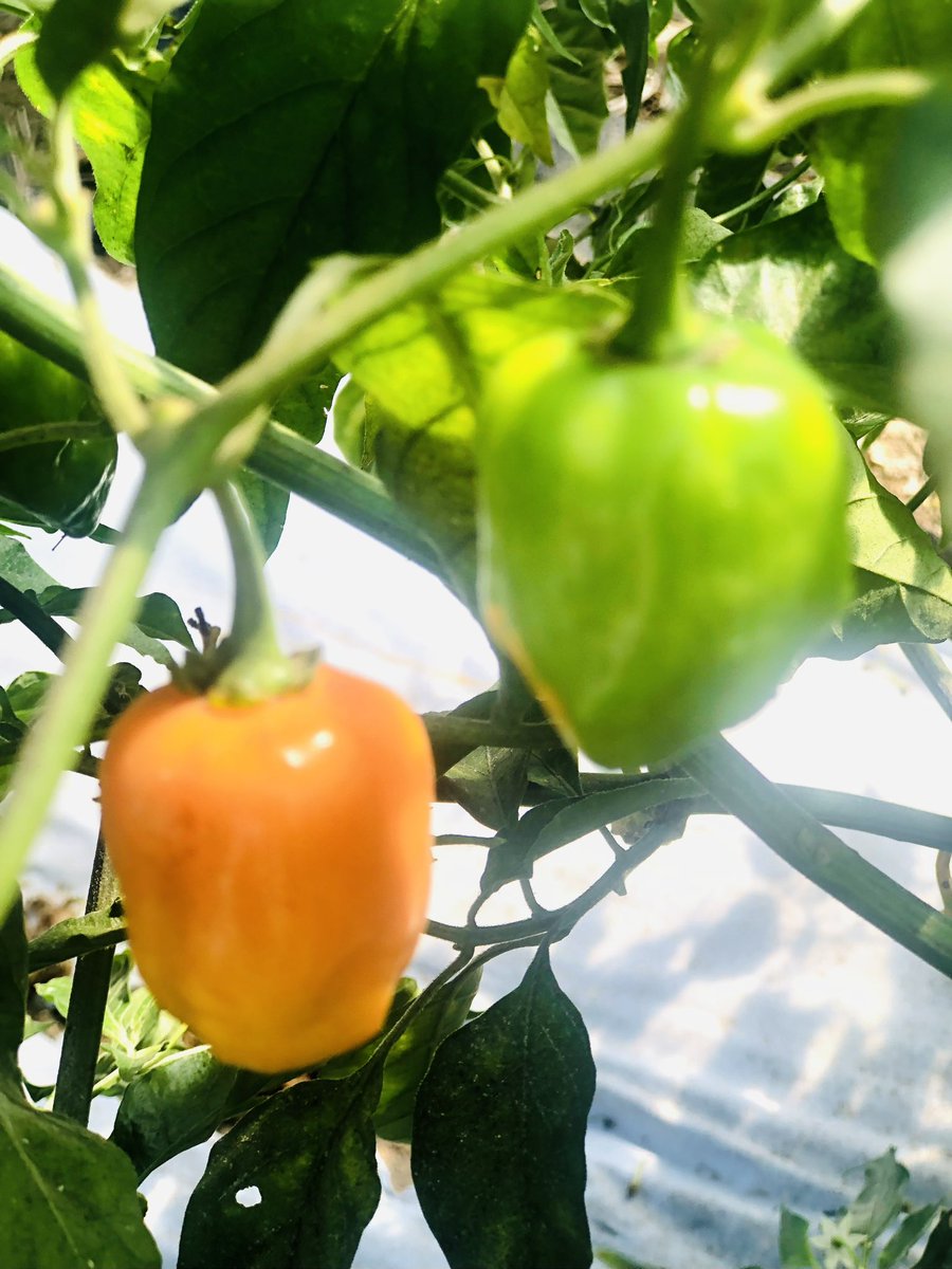 UAPB: SMALL FARM PROGRAM tweet media