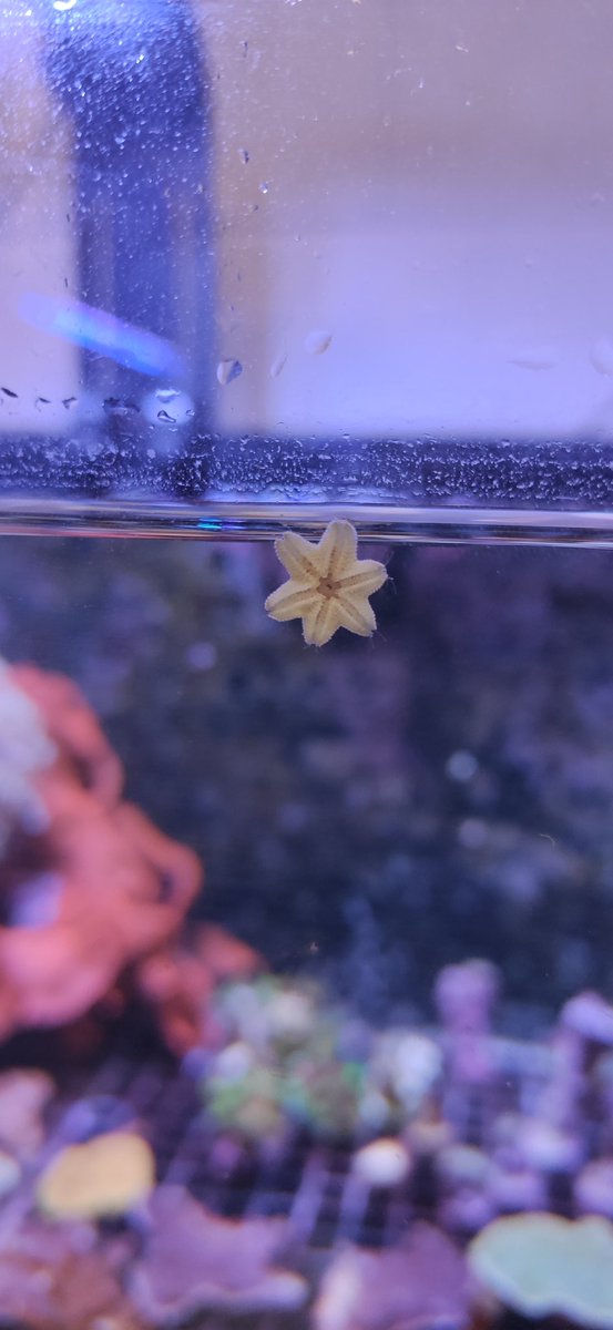 Tai Damasceno tweet media