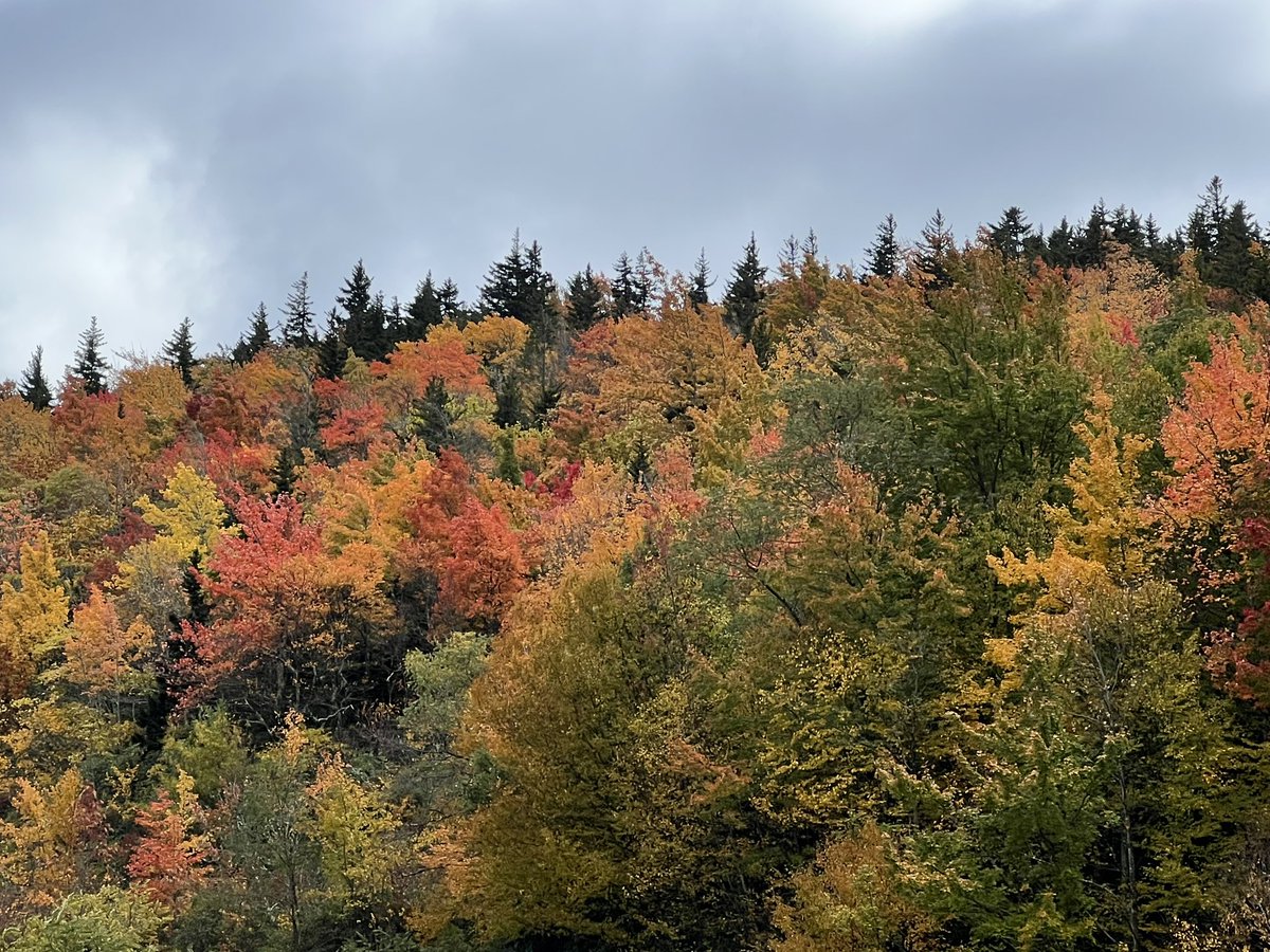 furluvcats's tweet photo. This may just be the most wonderful time of the year! #boone #blowingrock #BRP #NCMountains #FallintheSmokies https://t.co/SBHHonmSja