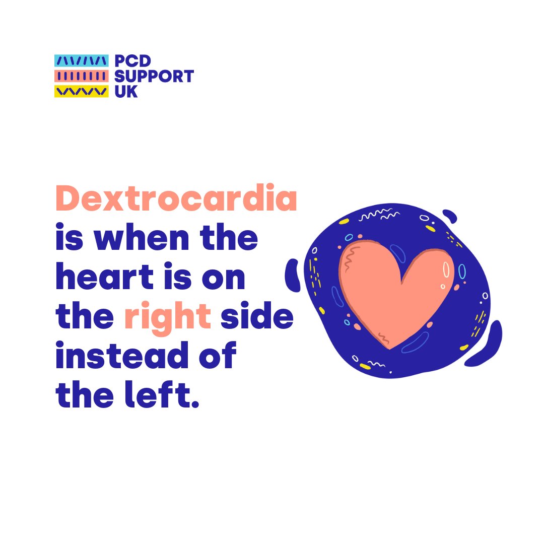 RareRevolutionM's tweet photo. #TakeoverTuesday - Fun fact! Almost 50% of people who have #PCD also have #SitusInversus. This is when the organs are located on the opposite side of the body. Some may only have #dextrocardia, which means only their #heart is on the wrong side. @PCD_UK #PCDAwarenessMonth https://t.co/nqD6tpVy6T