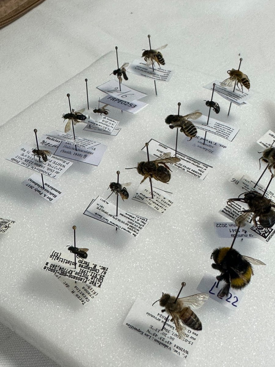 HymenopteraJour's tweet photo. ππ¬π Our friends from @HorizonEU bee projects @Safeguard2021, @poshbee_eu, and the newly funded @WildPoshProject, with an excellent workshop on #bee identification at #ECE2023!
@ece2023 #Hymenptera #bees https://t.co/fKWnGmqBwT