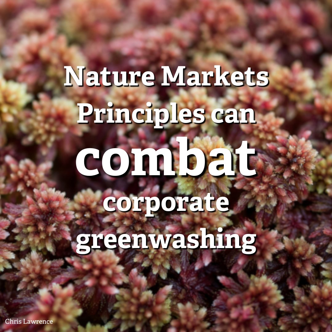 Current nature markets risk allowing corporate greenwash👎 So today @Natures_Voice, @WoodlandTrust, @nationaltrust & others publish principles to ensure nature markets benefit nature, climate & people🌍 Read more in our new blog from @FinanceEarth👇 wcl.org.uk/nature-markets…