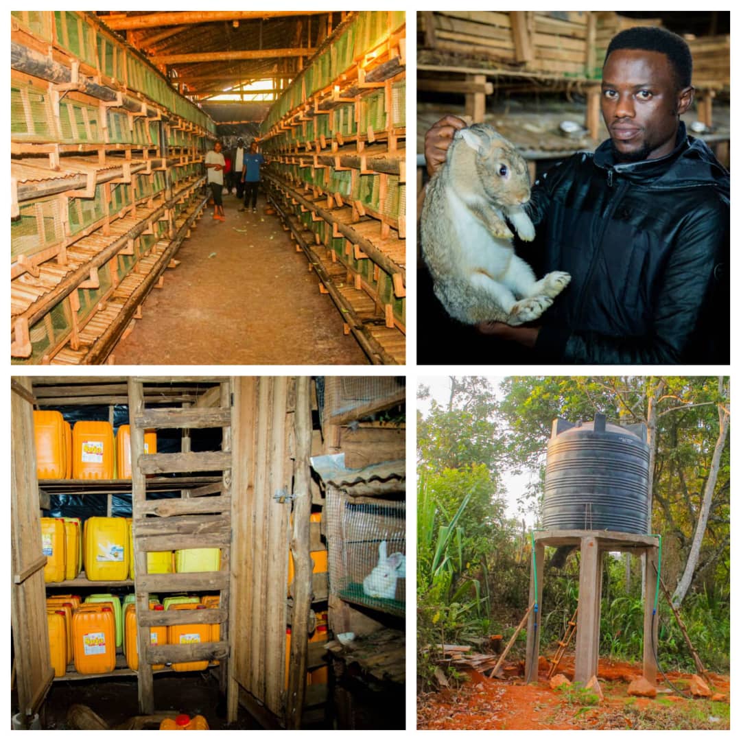 kwaBitwi's tweet photo. 👋🏾 Bienvenu à la Ferme de #Muyebe, en @MwaroProvince, où sont élevés nos lapins rationnés en eau, herbe, légumes, ou granulés

🐰 Des lapins pour l’élevage, viande ou urine de lapins, disponibles pour la vente

😇 Profitez de leur livraison à domicile (📞 62 622 000)

#Burundi https://t.co/fQ8sjl5iMX