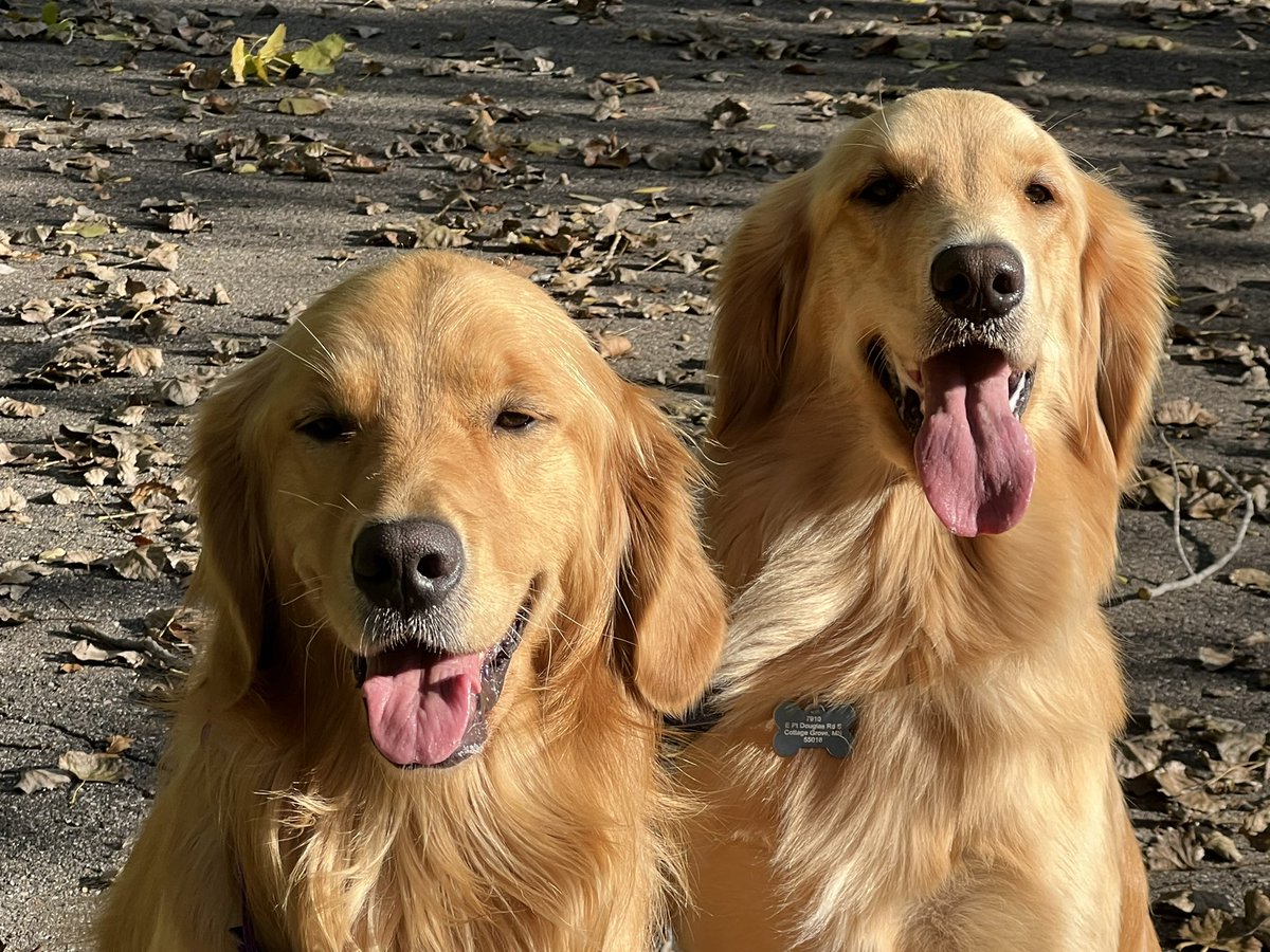 Darbi Jo The Golden tweet media