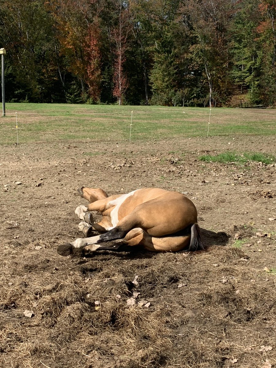 My friend sent me these glamorous pics of Samoa having a roll the other day. She was having a GRAND ole' time! 😆😆😂😂 #Horselife