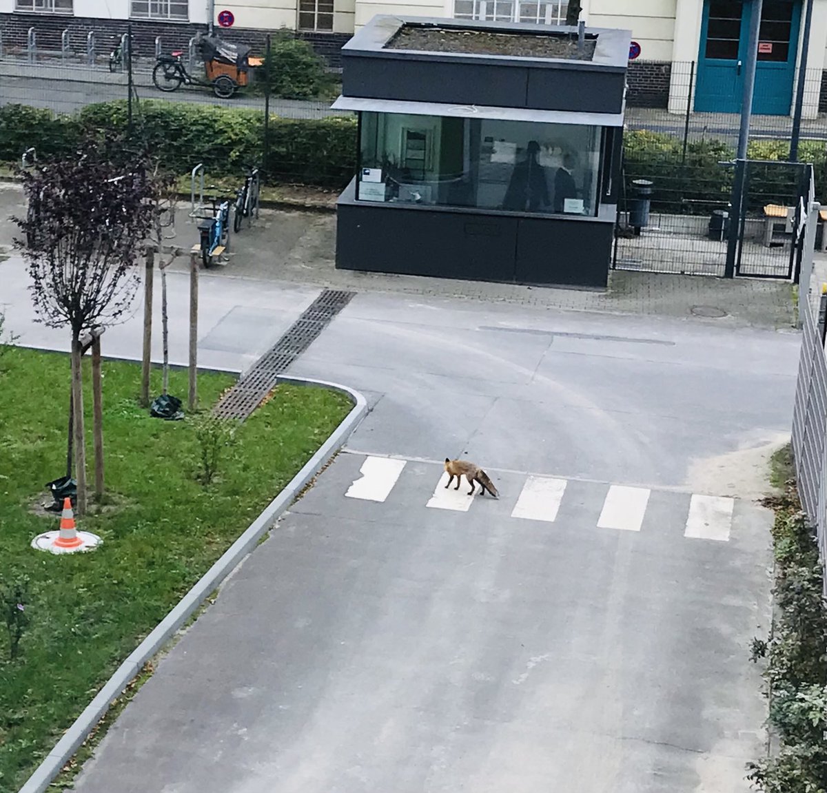 Eberhard Schade (@dradioschade) on Twitter photo Sehr vorbildlich, wie Herr Fuchs im Hof <a href="/dlfkultur/">Deutschlandfunk Kultur</a> den Zebrastreifen benutzt! Sehr vorbildlich, wie Herr Fuchs im Hof <a href="/dlfkultur/">Deutschlandfunk Kultur</a> den Zebrastreifen benutzt!