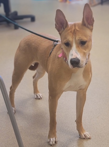 PuppiesNation's tweet photo. Meet Bella and Max! 🐶 These playful pups are looking for their forever homes. Dive into their stories and see if they're your perfect match. Every pup deserves a loving family. 📷#PuppyLove #AdoptBella #AdoptMax #FindYourMatch https://t.co/eLPA6WZNZ8