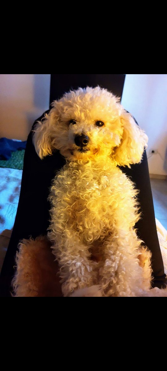 BeinerBren's tweet photo. Dobby 2018-2023
Siempre vas a estar en mi corazón.
Te vamos a extrañar https://t.co/xYdBAPjoty