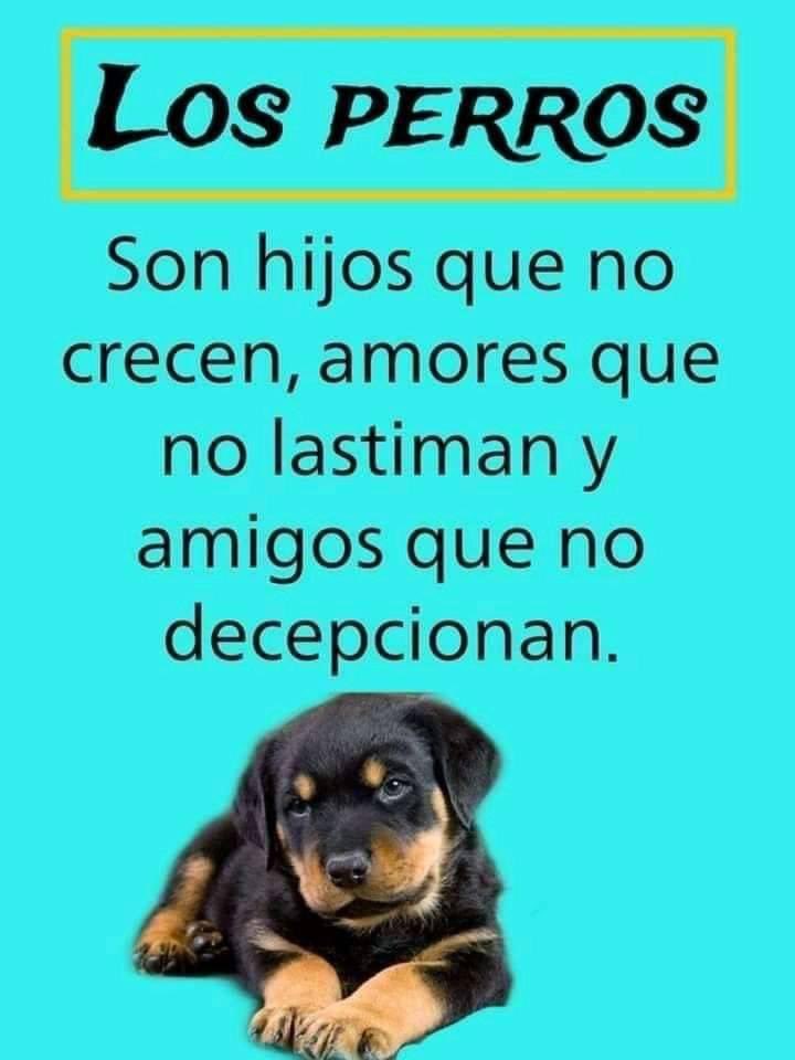 Buenos días Feliz martes 🐾🐶 ❤️
