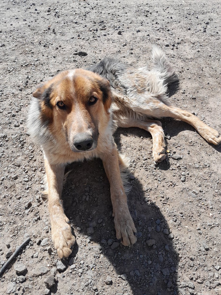 Vane64657168's tweet photo. Este perrito está perdido, si lo están buscando, está en en los silos de Campocol, ruta 8. Por fa ret. Así lo encuentran! https://t.co/Jo1V0PBX9Q