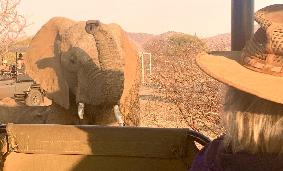 ThabaLodge's tweet photo. TRAVEL TUESDAY😊🐘get up close with elephants on safari! THABA LODGE is a superior, exclusive use, self catering, 10 sleeper safari lodge in the Big 5 Black Rhino Reserve, Pilanesberg, South Africa. Game drives included! Perfect for families and small groups https://t.co/3lIbuh8Gjn