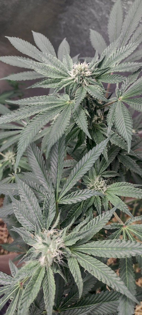 DjVisionaire's tweet photo. π±The Woah by @exoticgenetix from @irvineseedco under the @MarsHydroLight #Tsl2000 300 watt Full Spectrum Dimmable #LedGrowLight using @iBEX_Nutrition #KidCatapult & BuilaSoil #RootWise #CraftBlend #growyourown #CannabisCommunity #cannabisgrower #420community #weedlife #CannaLand https://t.co/H2vuvNzRJP