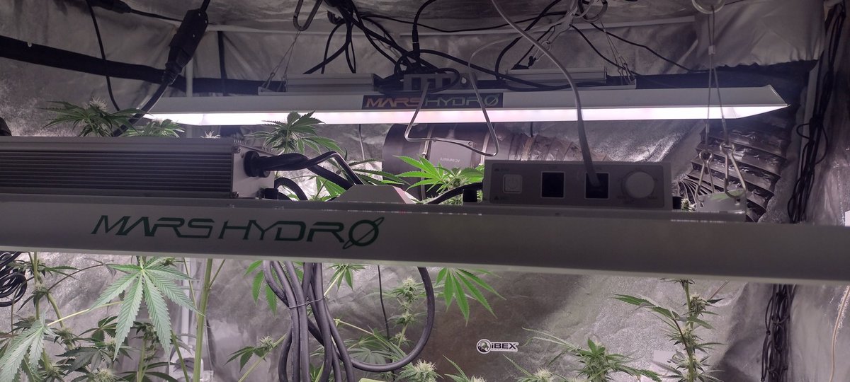 DjVisionaire's tweet photo. π±The Woah by @exoticgenetix from @irvineseedco under the @MarsHydroLight #Tsl2000 300 watt Full Spectrum Dimmable #LedGrowLight using @iBEX_Nutrition #KidCatapult & BuilaSoil #RootWise #CraftBlend #growyourown #CannabisCommunity #cannabisgrower #420community #weedlife #CannaLand https://t.co/H2vuvNzRJP