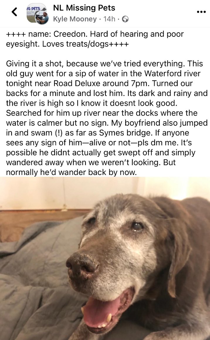 whereismypetnet's tweet photo. Repost from NL Missing Pets on Facebook https://t.co/U5xQcUyKQ0