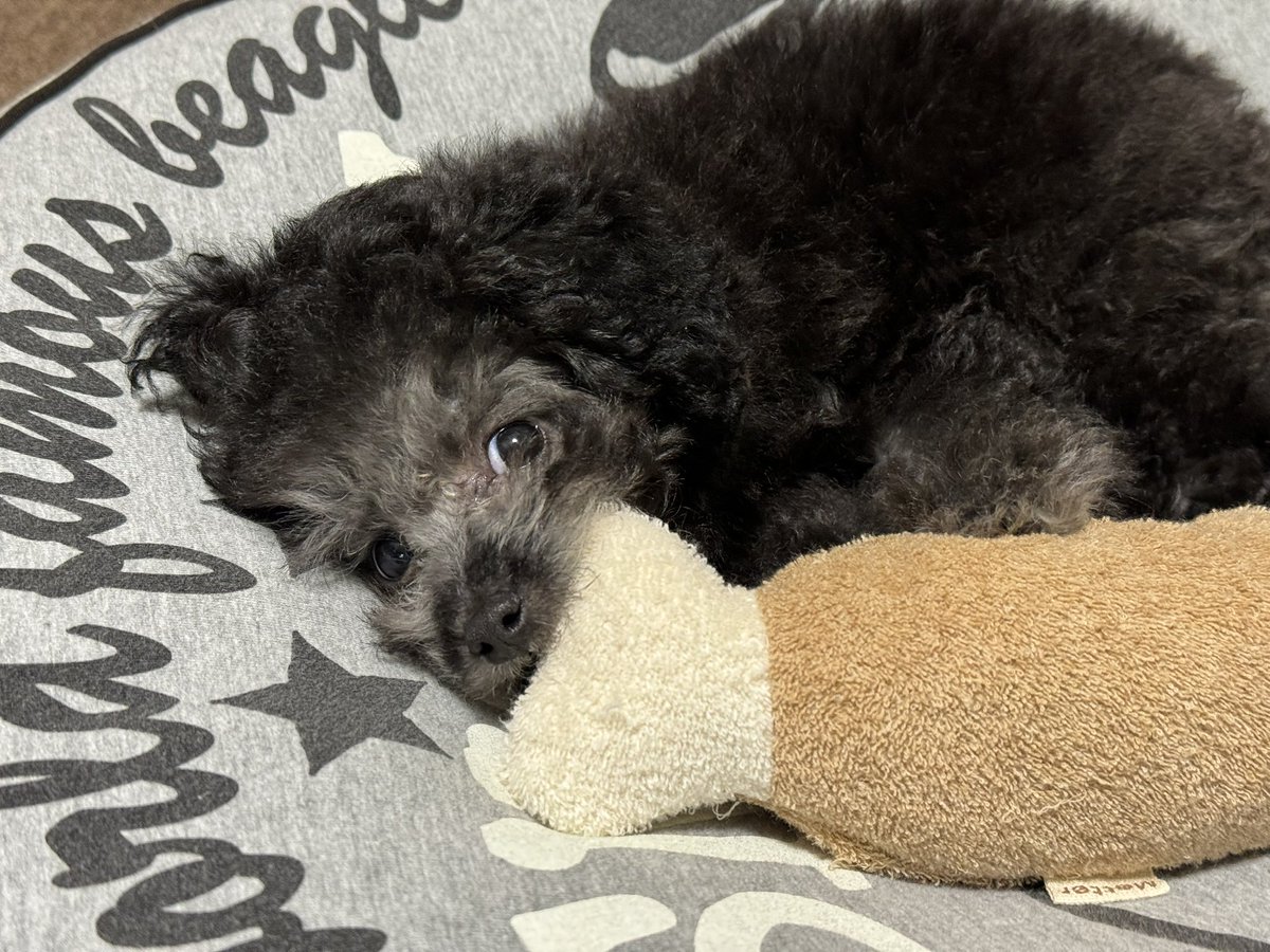 mayamaru_46's tweet photo. もうすぐ3ヶ月になる愛犬。
そろそろワクチン2回目の予定なんだけど正直混合ワクチンも狂犬病ワクチンも接種させたくない(´･ω･`) https://t.co/U5C8gOXnJl