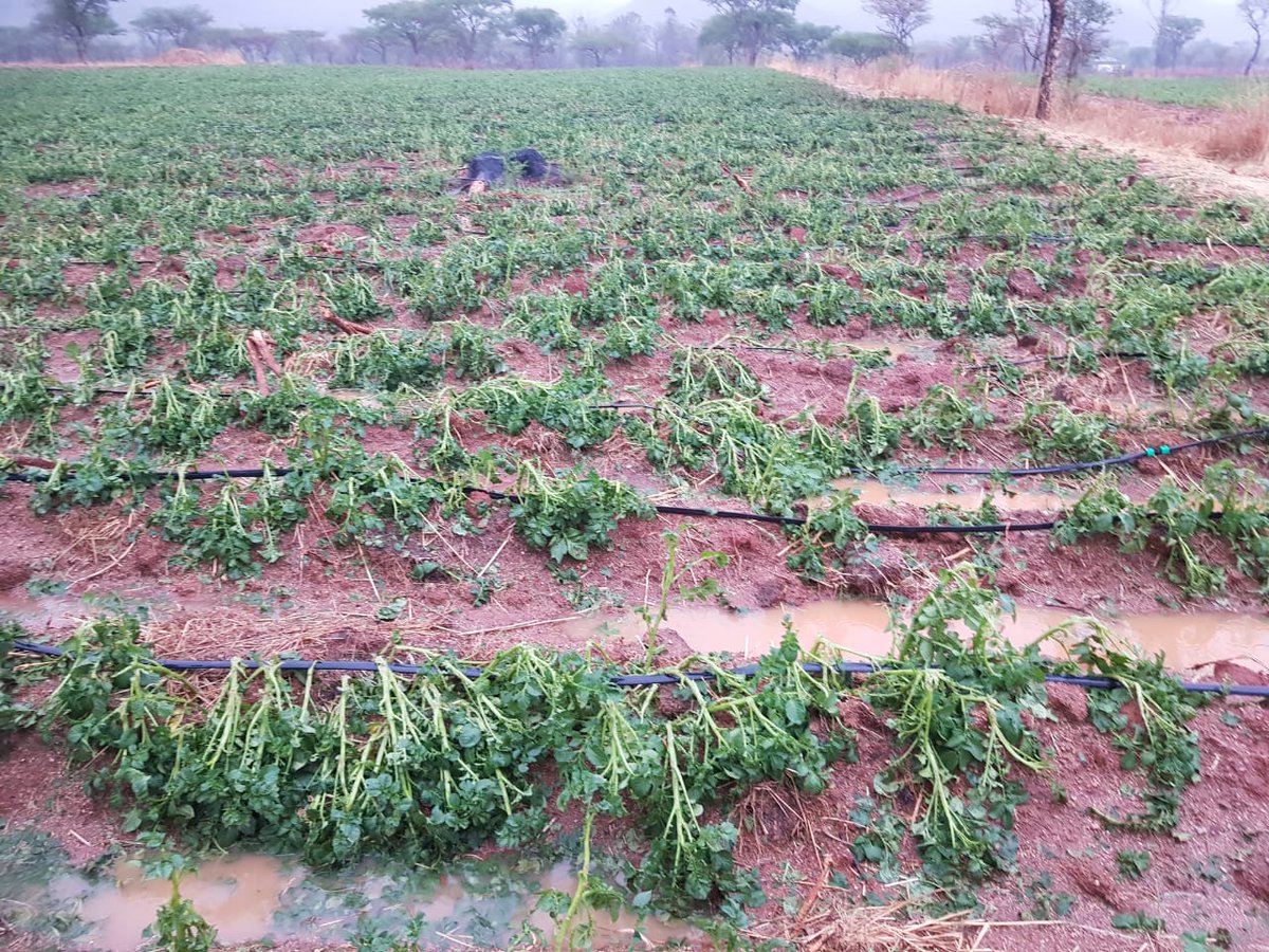 The other side of farming 83mls in 1 night with 2hours of hairstorm nonstop , will this crop survive the hailstorm damage well lets see after 7days