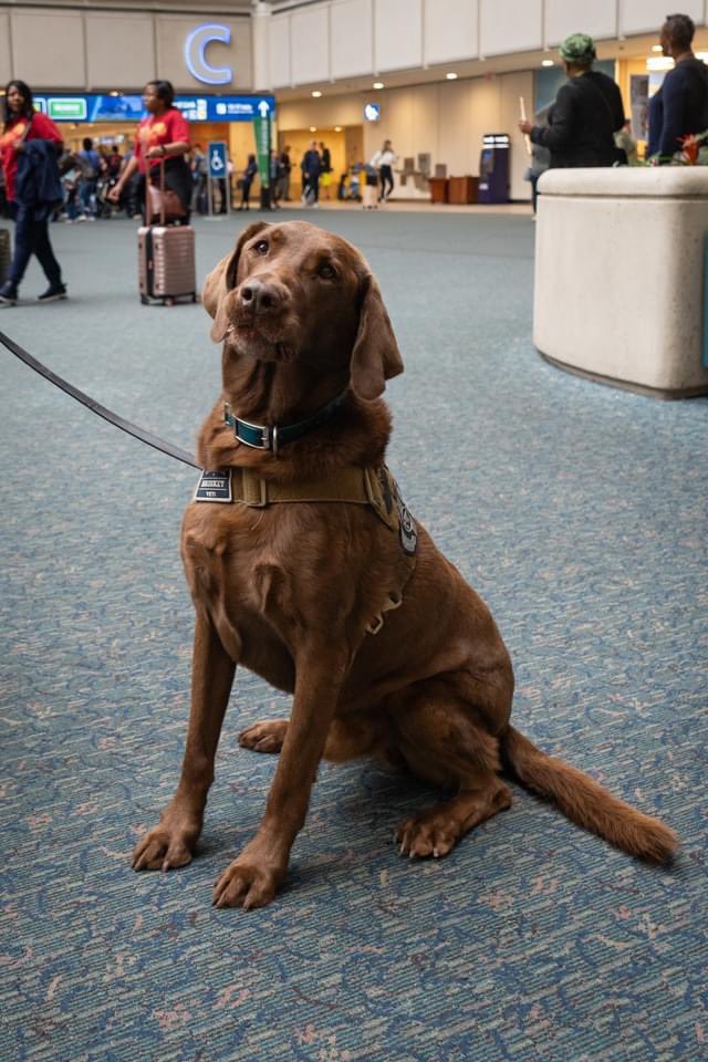 OrlandoPolice's tweet photo. If you're traveling in and out of @MCO you may spot our designated Airport K-9 Unit. With their keen sense of smell and dedicated training, these K-9s help to keep travelers safe by sniffing out danger. In between routine security sweeps, they also find time to greet travelers! https://t.co/CUCCGGl96M