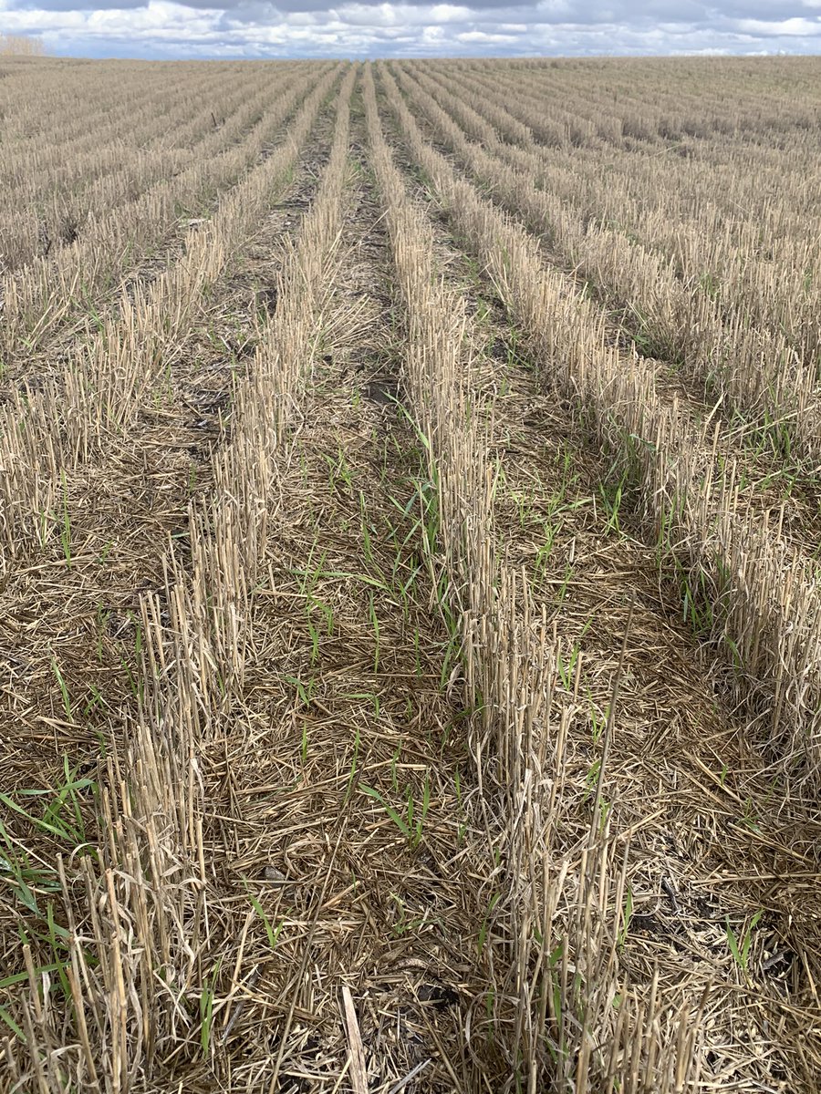 gbtangus's tweet photo. Not much regrowth on these fields but the pairs seem to be pretty happy just the same. #fallgrazing #graze2023 https://t.co/xA4lAwlQuJ