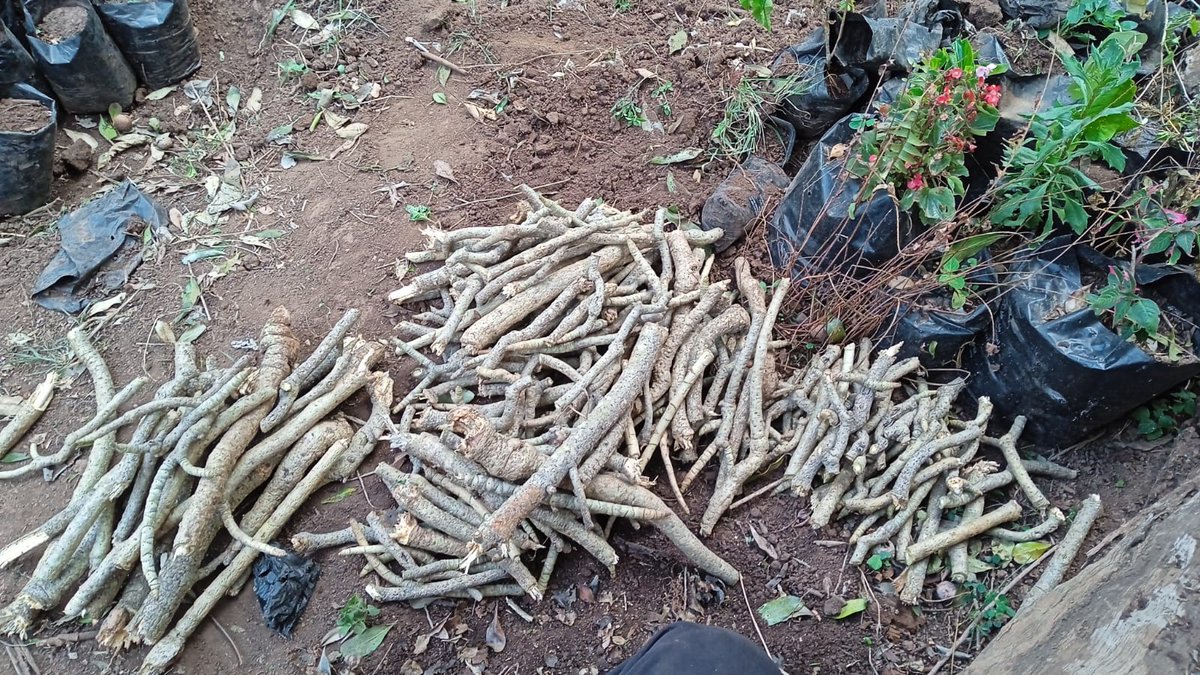 MazingiraHub's tweet photo. Today we have propagated 226 cuttings of Steganotaenia araliacea and 42 cuttings of Cussonia holstii as part of our action plan. Which tree seedlings have you propagated? https://t.co/8SKjRSh4yo